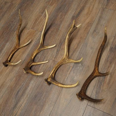 Red Deer Antlers, 3 Pieces Red Deer Antlers, Shed Antlers Weight: 1.05 kg Lengths: 41–46 cm
