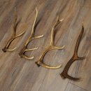 Red Deer Antlers, 3 Pieces Red Deer Antlers, Shed Antlers Weight: 1.05 kg Lengths: 41–46 cm