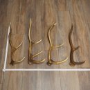Red Deer Antlers, 3 Pieces Red Deer Antlers, Shed Antlers Weight: 1.05 kg Lengths: 41–46 cm