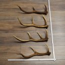 Red Deer Antlers, 3 Pieces Red Deer Antlers, Shed Antlers Weight: 1.05 kg Lengths: 41–46 cm