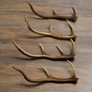 Red Deer Antlers, 3 Pieces Red Deer Antlers, Shed Antlers Weight: 1.05 kg Lengths: 41–46 cm