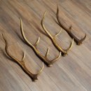 Red Deer Antlers, 3 Pieces Red Deer Antlers, Shed Antlers Weight: 1.05 kg Lengths: 41–46 cm