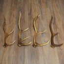 Red Deer Antlers, 3 Pieces Red Deer Antlers, Shed Antlers Weight: 1.05 kg Lengths: 41–46 cm