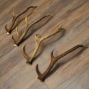 Red Deer Antlers, 3 Pieces Red Deer Antlers, Shed Antlers Weight: 1.05 kg Lengths: 41–46 cm