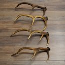 Red Deer Antlers, 3 Pieces Red Deer Antlers, Shed Antlers Weight: 1.05 kg Lengths: 41–46 cm