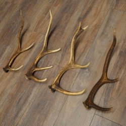 Red Deer Antlers, 3 Pieces Red Deer Antlers, Shed Antlers Weight: 1.05 kg Lengths: 41–46 cm