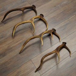 Red Deer Antlers, 3 Pieces Red Deer Antlers, Shed Antlers Weight: 1.05 kg Lengths: 41–46 cm