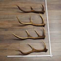 Red Deer Antlers, 3 Pieces Red Deer Antlers, Shed Antlers Weight: 1.05 kg Lengths: 41–46 cm