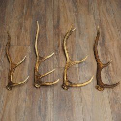Red Deer Antlers, 3 Pieces Red Deer Antlers, Shed Antlers Weight: 1.05 kg Lengths: 41–46 cm