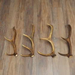 Red Deer Antlers, 3 Pieces Red Deer Antlers, Shed Antlers Weight: 1.05 kg Lengths: 41–46 cm