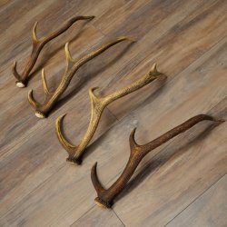 Red Deer Antlers, 3 Pieces Red Deer Antlers, Shed Antlers Weight: 1.05 kg Lengths: 41–46 cm