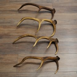 Red Deer Antlers, 3 Pieces Red Deer Antlers, Shed Antlers Weight: 1.05 kg Lengths: 41–46 cm