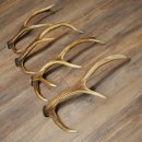 Red Deer Antlers, 3 Pieces Red Deer Antlers, Shed Antlers...