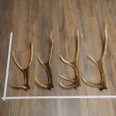 Red Deer Antlers, 3 Pieces Red Deer Antlers, Shed Antlers...