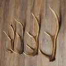 Red Deer Antlers, 3 Pieces Red Deer Antlers, Shed Antlers Weight: 1.05 kg Lengths: 41–46 cm