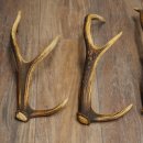 Red Deer Antlers, 3 Pieces Red Deer Antlers, Shed Antlers Weight: 1.05 kg Lengths: 41–46 cm