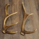 Red Deer Antlers, 3 Pieces Red Deer Antlers, Shed Antlers Weight: 1.05 kg Lengths: 41–46 cm