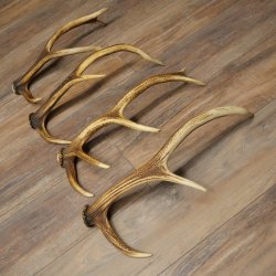 Red Deer Antlers, 3 Pieces Red Deer Antlers, Shed Antlers Weight: 1.05 kg Lengths: 41–46 cm
