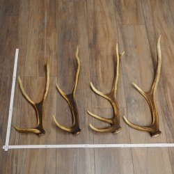 Red Deer Antlers, 3 Pieces Red Deer Antlers, Shed Antlers Weight: 1.05 kg Lengths: 41–46 cm