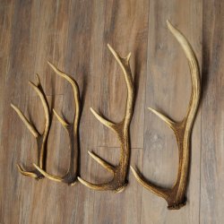 Red Deer Antlers, 3 Pieces Red Deer Antlers, Shed Antlers Weight: 1.05 kg Lengths: 41–46 cm