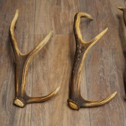 Red Deer Antlers, 3 Pieces Red Deer Antlers, Shed Antlers Weight: 1.05 kg Lengths: 41–46 cm