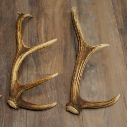 Red Deer Antlers, 3 Pieces Red Deer Antlers, Shed Antlers Weight: 1.05 kg Lengths: 41–46 cm