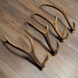 Red Deer Antlers, 3 Pieces Red Deer Antlers, Shed Antlers Weight: 1.05 kg Lengths: 41–46 cm