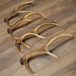 Red Deer Antlers, 3 Pieces Red Deer Antlers, Shed Antlers Weight: 1.05 kg Lengths: 41–46 cm