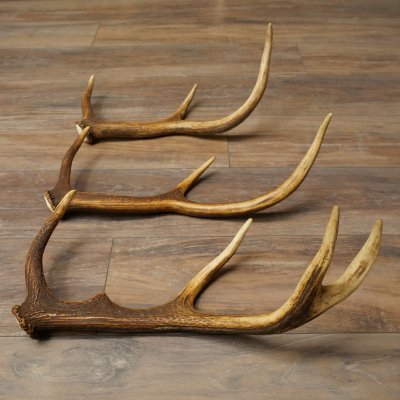 Red Deer Antlers, 3 Pieces Red Deer Antlers, Shed Antlers Weight: 1.05 kg Lengths: 41–46 cm