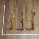 Red Deer Antlers, 3 Pieces Red Deer Antlers, Shed Antlers...