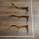 Red Deer Antlers, 3 Pieces Red Deer Antlers, Shed Antlers Weight: 1.05 kg Lengths: 41–46 cm