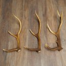 Red Deer Antlers, 3 Pieces Red Deer Antlers, Shed Antlers Weight: 1.05 kg Lengths: 41–46 cm