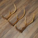 Red Deer Antlers, 3 Pieces Red Deer Antlers, Shed Antlers Weight: 1.05 kg Lengths: 41–46 cm