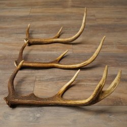 Red Deer Antlers, 3 Pieces Red Deer Antlers, Shed Antlers Weight: 1.05 kg Lengths: 41–46 cm