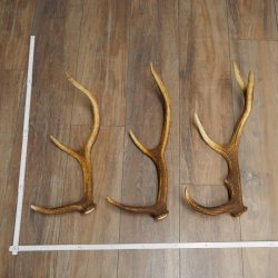 Red Deer Antlers, 3 Pieces Red Deer Antlers, Shed Antlers Weight: 1.05 kg Lengths: 41–46 cm