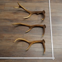 Red Deer Antlers, 3 Pieces Red Deer Antlers, Shed Antlers Weight: 1.05 kg Lengths: 41–46 cm