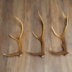 Red Deer Antlers, 3 Pieces Red Deer Antlers, Shed Antlers Weight: 1.05 kg Lengths: 41–46 cm