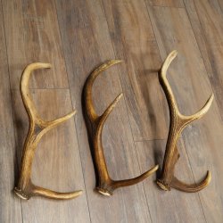 Red Deer Antlers, 3 Pieces Red Deer Antlers, Shed Antlers Weight: 1.05 kg Lengths: 41–46 cm