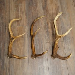 Red Deer Antlers, 3 Pieces Red Deer Antlers, Shed Antlers Weight: 1.05 kg Lengths: 41–46 cm