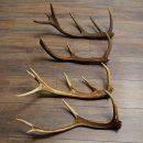 Red Deer Antlers, 3 Pieces Red Deer Antlers, Shed Antlers...