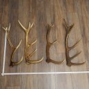 Red Deer Antlers, 3 Pieces Red Deer Antlers, Shed Antlers...