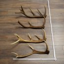 Red Deer Antlers, 3 Pieces Red Deer Antlers, Shed Antlers Weight: 1.05 kg Lengths: 41–46 cm