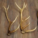 Red Deer Antlers, 3 Pieces Red Deer Antlers, Shed Antlers Weight: 1.05 kg Lengths: 41–46 cm