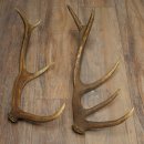 Red Deer Antlers, 3 Pieces Red Deer Antlers, Shed Antlers Weight: 1.05 kg Lengths: 41–46 cm