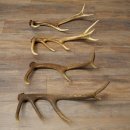 Red Deer Antlers, 3 Pieces Red Deer Antlers, Shed Antlers Weight: 1.05 kg Lengths: 41–46 cm