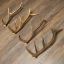 Red Deer Antlers, 3 Pieces Red Deer Antlers, Shed Antlers Weight: 1.05 kg Lengths: 41–46 cm