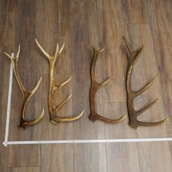 Red Deer Antlers, 3 Pieces Red Deer Antlers, Shed Antlers Weight: 1.05 kg Lengths: 41–46 cm