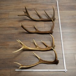 Red Deer Antlers, 3 Pieces Red Deer Antlers, Shed Antlers Weight: 1.05 kg Lengths: 41–46 cm