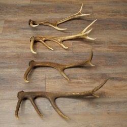 Red Deer Antlers, 3 Pieces Red Deer Antlers, Shed Antlers Weight: 1.05 kg Lengths: 41–46 cm