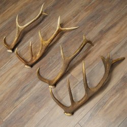 Red Deer Antlers, 3 Pieces Red Deer Antlers, Shed Antlers Weight: 1.05 kg Lengths: 41–46 cm